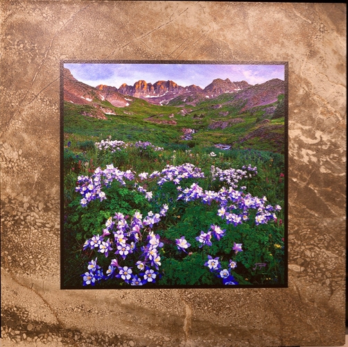 Click to view detail for Uncompahgre Columbine 12x12 $90